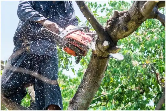 tree services La Feria